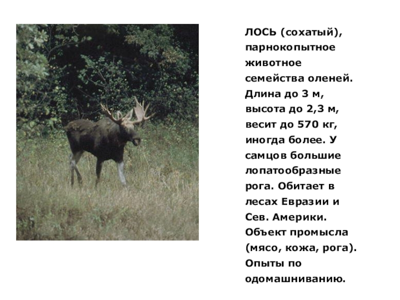 Почему лося называют лосем. Животный мир Челябинской области. Почему лося называют Сохатым. Семейство сохатых. Высота лося.