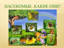 Презентация по окружающему миру Насекомые