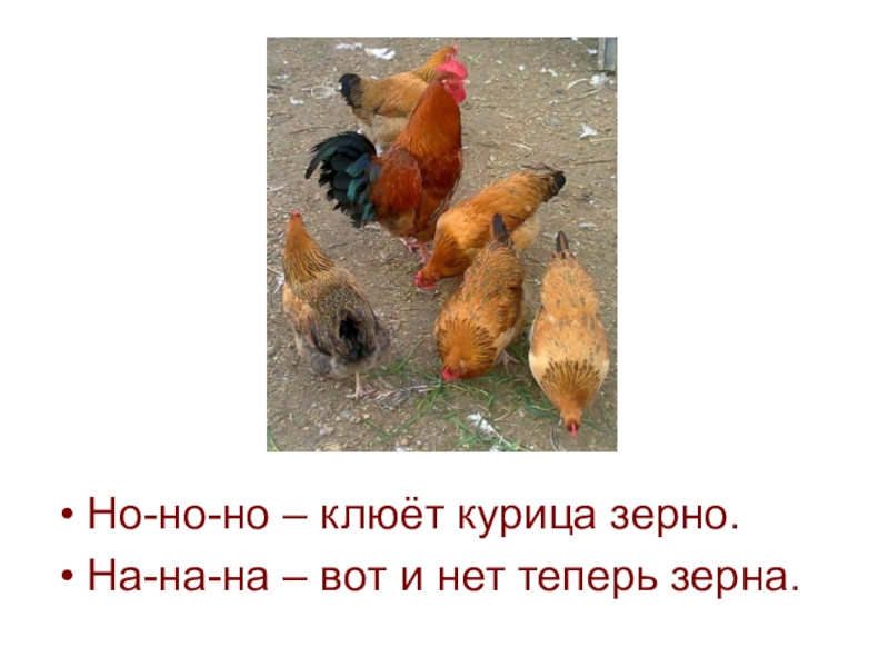 Куры не клюют. Но но но клюет курица зерно. Курица клюет зерно. Куры клюют зерно зерно. Курица клюет зерно для детей.