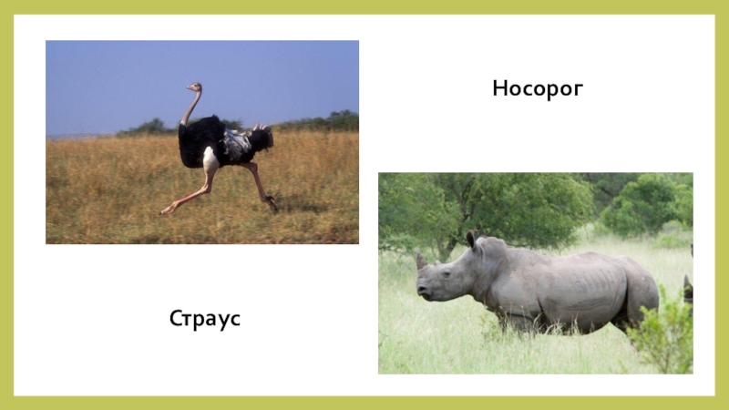Носорог природная зона. Страус и носорог. Страус носорог где обитают. Страус носорог обитает.
