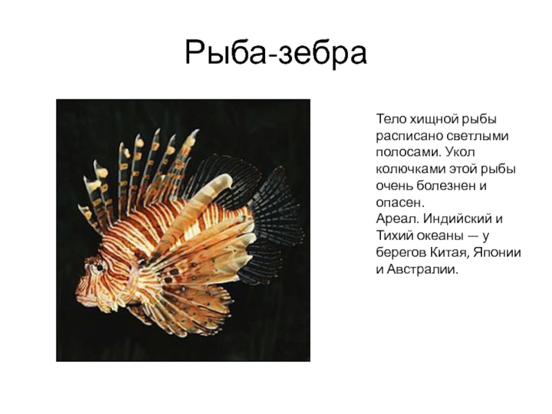 Рыба-зебраТело хищной рыбы расписано светлыми полосами. Укол колючками этой рыбы очень болезнен и опасен.Ареал. Индийский и Тихий