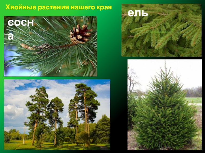 Хвойные растения краснодарского края фото с названиями