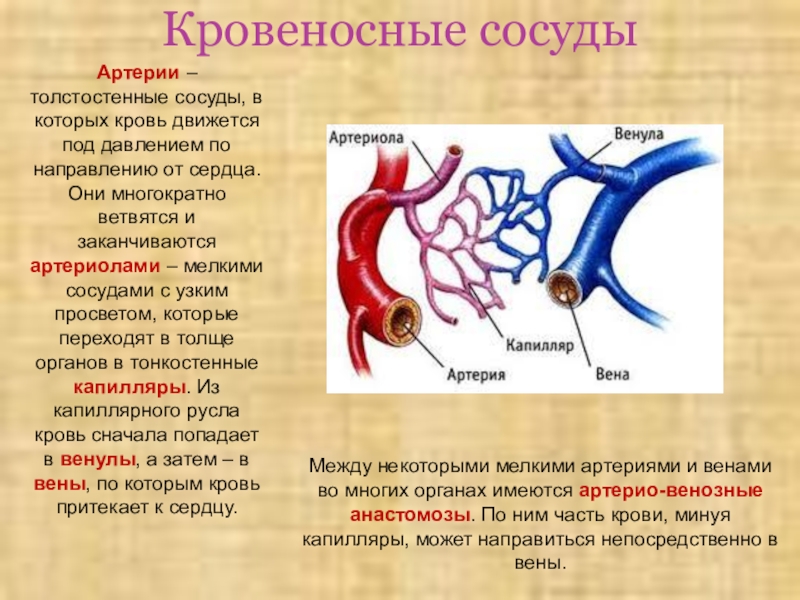 Почечные вены какая кровь. Сосуды по которым кровь движется от сердца. Кровеносные сосуды по которым кровь движется к сердцу. Артерии сосуды по которым кровь движется. Кровь движется от сердца по артериям.