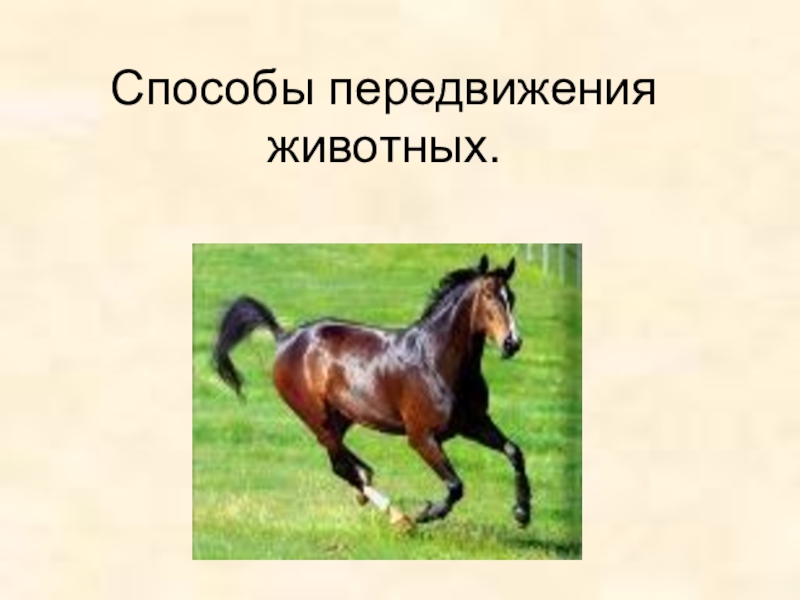 Передвижение животных 6 класс. Способы движения животных. Способ передвижения зверей. Способы перемещения животных. Активное передвижение животных.