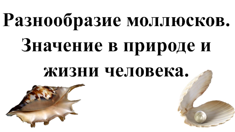 Значение моллюсков в природе и жизни человека