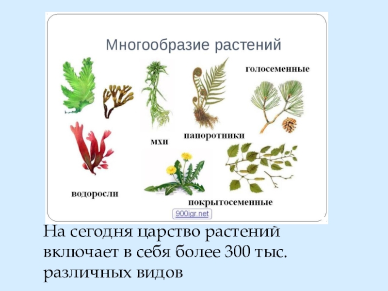 Укажите признак характерный только для царства растений