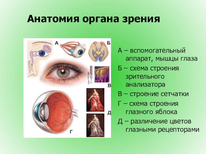 Проект про зрение