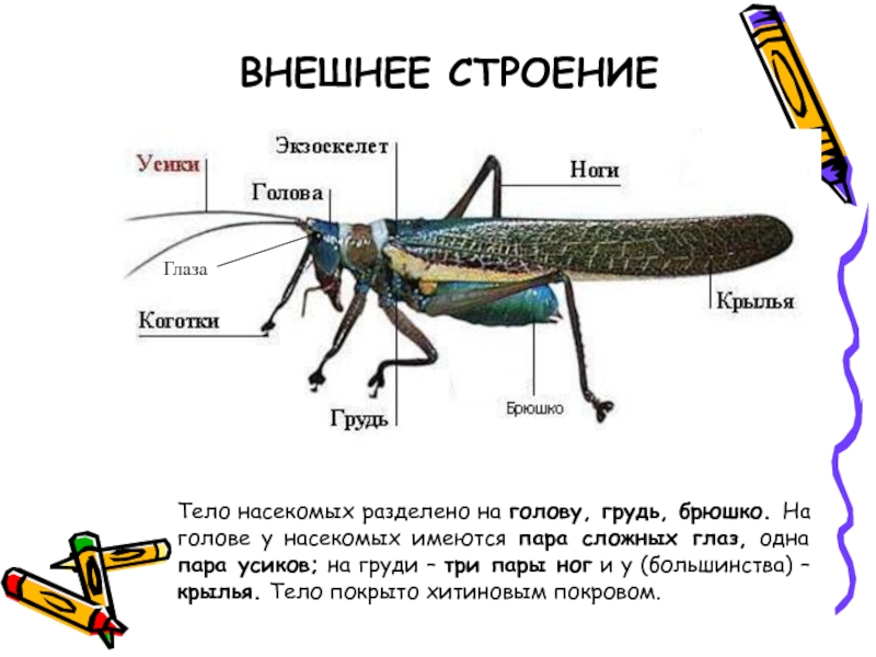 Презентация по биологии 7 класс насекомые