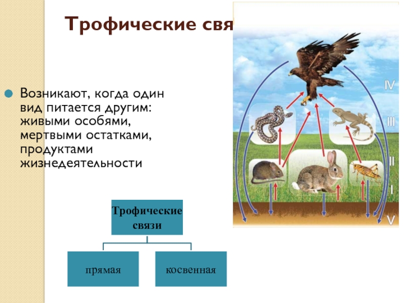 Связь возникающая. Трофические группы. Трофические включения. Трофический Каскад. Трофическая конкуренция.