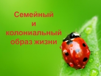 Презентация по экологии на тему: Характеристика семемейного и колониального образа жизни