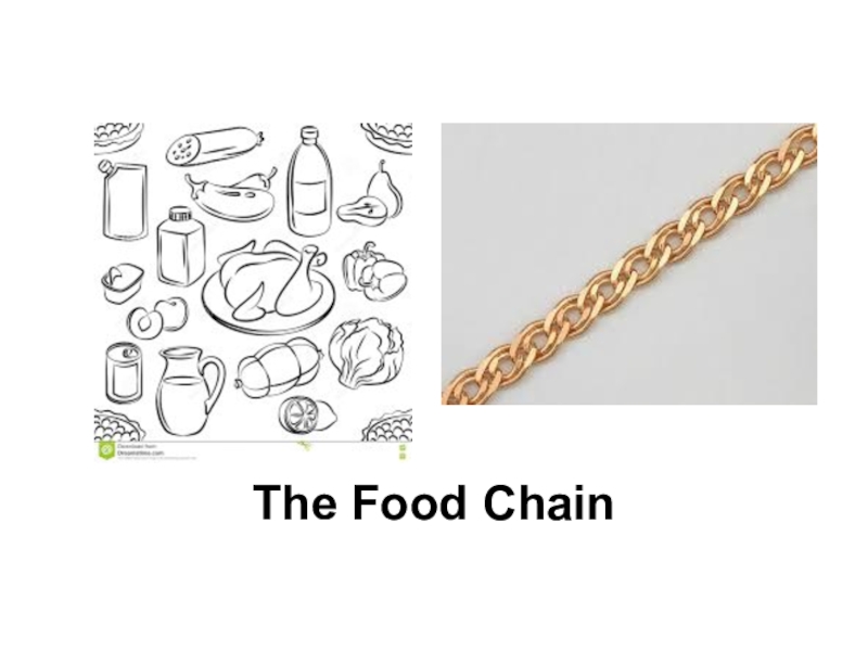 Презентация Презентация по английскому языку на тему The Food Chain 7 class