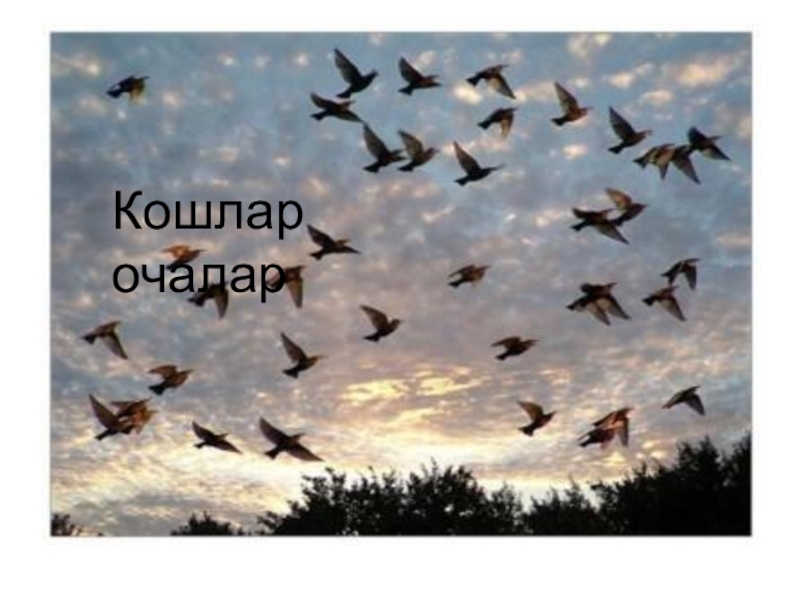 Каждую весну птицы спешат туда где впервые увидели синее небо и зеленую землю схема предложения