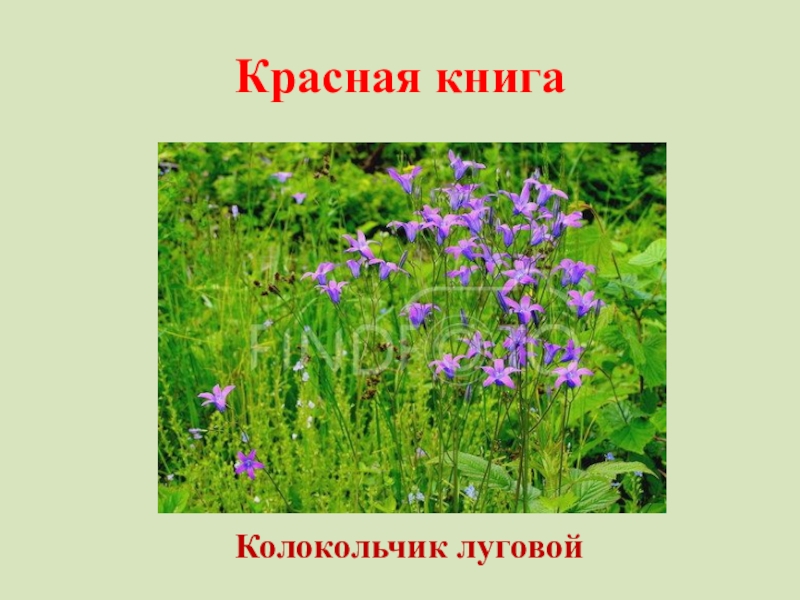 Презентация луг 4 класс окружающий мир. Колокольчик Луговой красная книга. Колокольчик Луговой окружающий мир. Растения Луга колокольчик 4 класс окружающий мир. Жизнь Луга колокольчик.