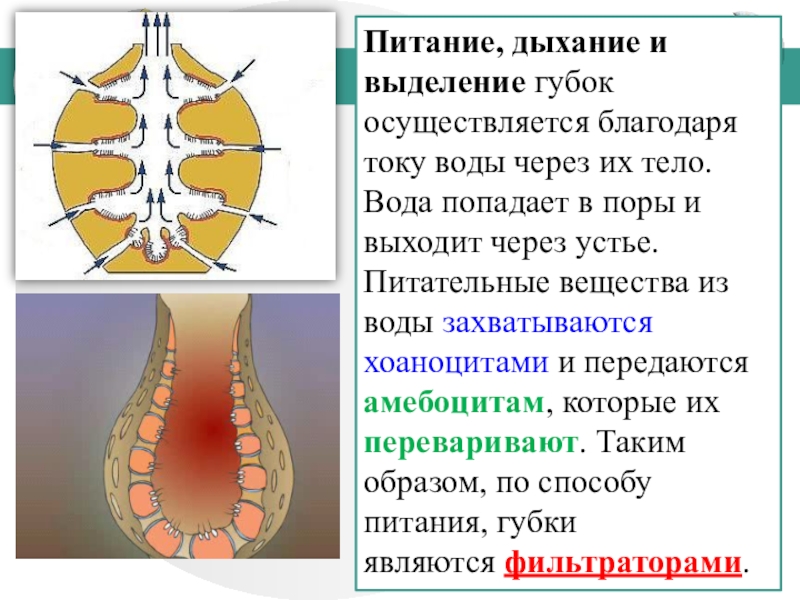 Питание дыхание. Дыхательная система губок. Тип питания губок. Тип губки дыхание. Дыхание губок 7 класс.