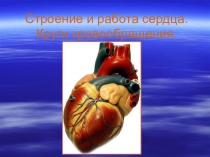 Презентация по биологии на тему: Строение и работа сердца. Круги кровообращения.