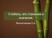 Презентация по биологии на тему Стебель, его строение и значение.