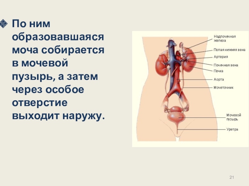 Презентация на тему выделение