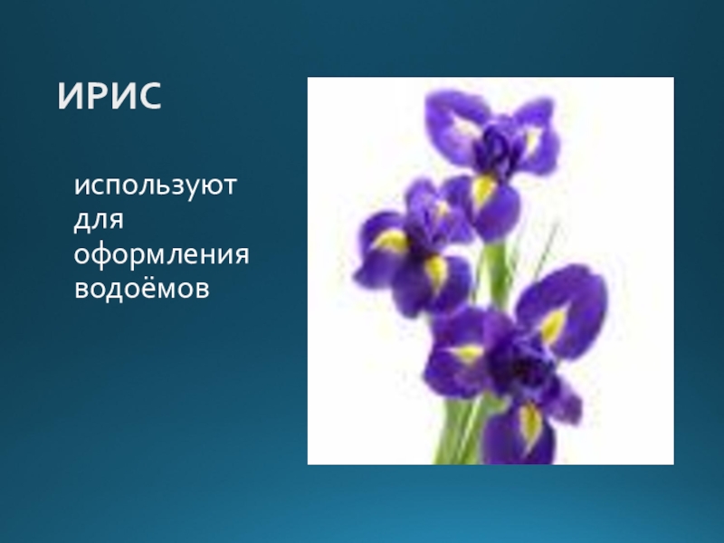 Презентация окружающий мир перспектива. Чудесные цветники 1 класс. 1 Класс перспектива окружающий мир чудесные цветники. Окр мир 1 класс чудесные цветники. Окружающий мир 1 класс чудесные цветники презентация.