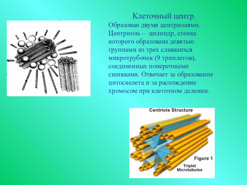 Центр клетки 4. Центриоли клеточный центр локализация. Центриоли клеточного центра. Центриоли образуют клеточный центр. Центриоли образуют микротрубочки.