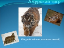 Презентация по географии  Амурский тигр