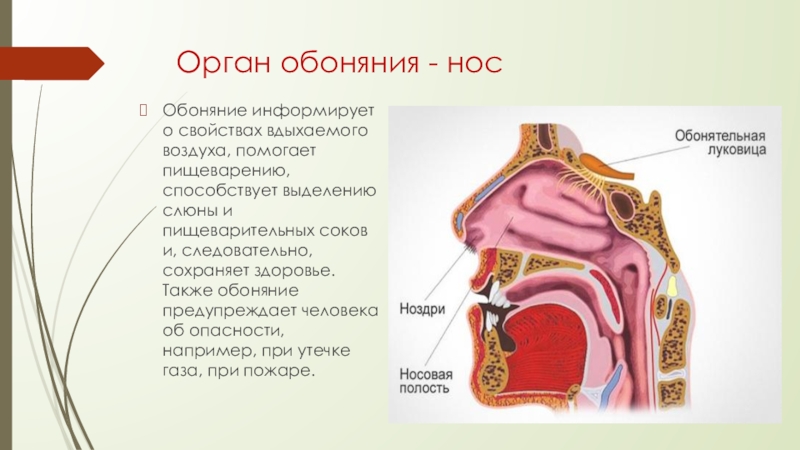 Обоняние какой орган. Строение органа обоняния. Нос -орган обоняния человека. Строение носа обоняние. Орган обоняния обонятельный анализатор.