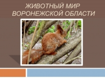 Презентация по географическому краеведению Животный мир Воронежской области (7 класс)