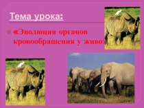 Презентация Эволюция органов кровообращения