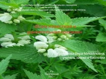 Всем известная и удивительная крапива