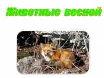 Презентация по окружающему миру Животные весной 2 класс