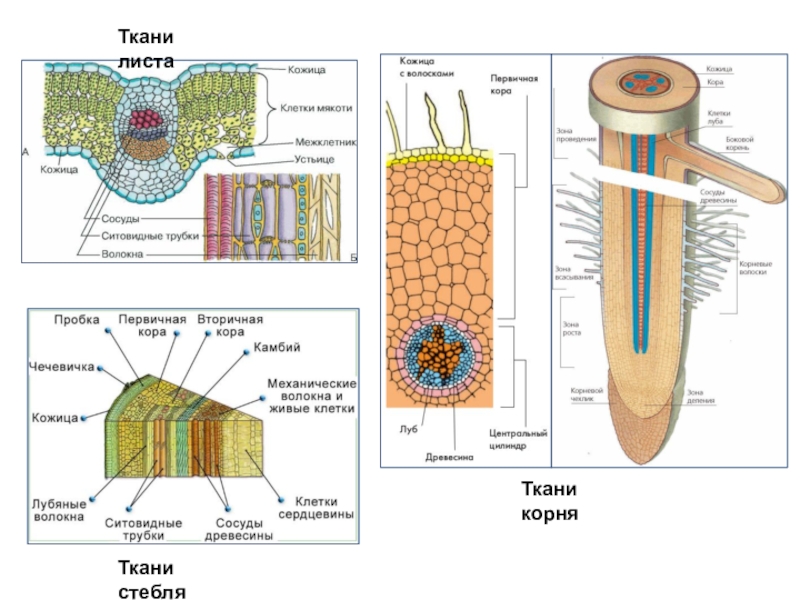 Ткани корняТкани листаТкани стебля