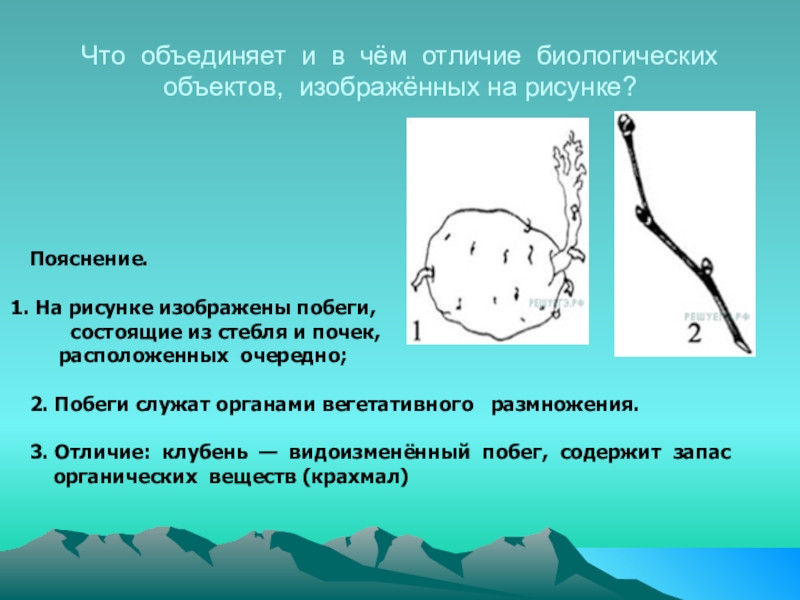 Что объединяет и в чем отличие биологических объектов изображенных на рисунке картофель и побег