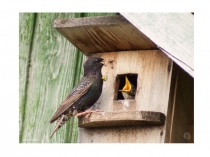 Презентация по математике на тему Числа 7, 8, 9. Повторение и закрепление изученного (21 век.1 класс)