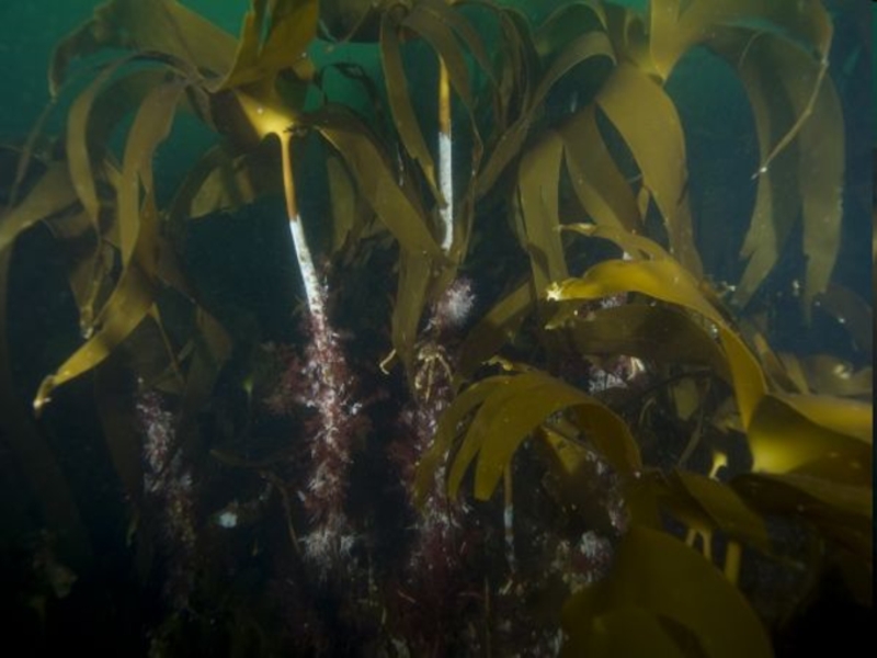 Самые большие водоросли. Бурые водоросли Баренцево море. Самые крупные водоросли. Водоросли Антарктиды. Морские водоросли Антарктиды.