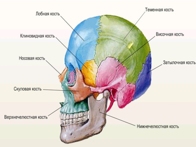 Лобная и теменная кость. Кости черепа теменная кость. Затылочная кость черепа анатомия. Затылочная кость кость в черепе. Кости черепа теменная кость анатомия.