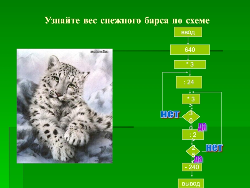 Урок цифры технологии в поисках снежного барса. Снежный Барс вес. Снежный Барс цепь питания. Пищевая цепочка снежного Барса. Снежный Барс вес и рост.