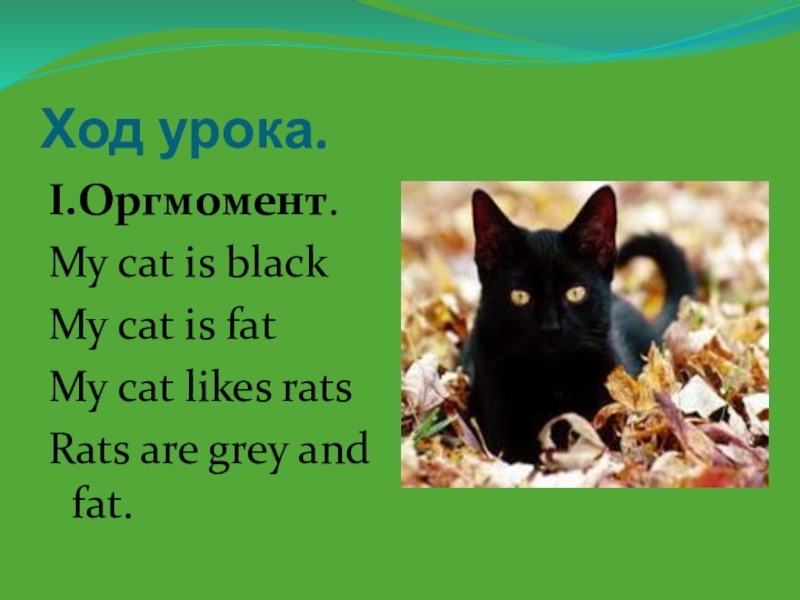 This is the cat i saw. Стих my Cat is Black my Cat is fat. Проект my Cat. Текст про my Cat. Фонетическая зарядка my Cat is Black my Cat is fat my Cat likes rats.