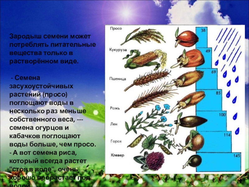 Практическая работа определение всхожести семян культурных растений. Питательные вещества в семени. Семена различных растений. Семена растений биология. Строение и прорастание семени.