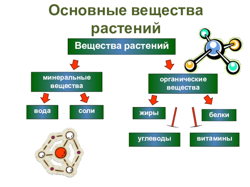 Минеральное питание растений и значение воды презентация 6 класс пономарева