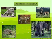 Презентация по познанию мира на тему Млекопитающие (3 класс)