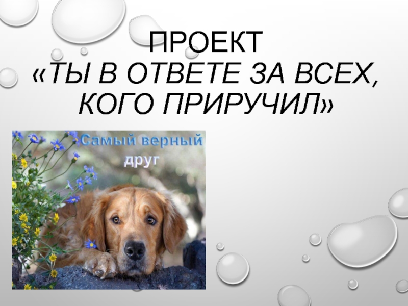 Мы в ответе за тех кого. Проект мы в ответе за тех кого мы приручили. Мы за тех кого приручили. Ты в ответе за всех кого приручил. Цель проекта мы в ответе за тех кого приручили.