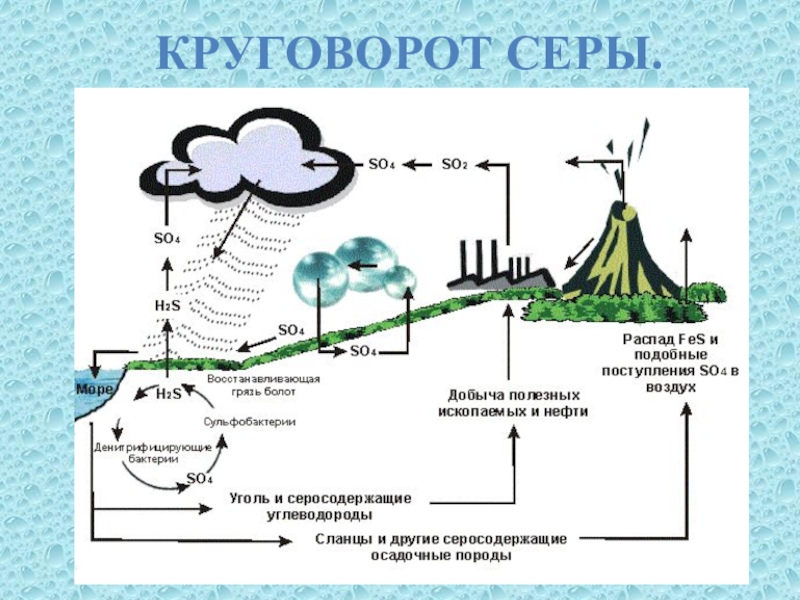 Цикл серы в природе схема и описание