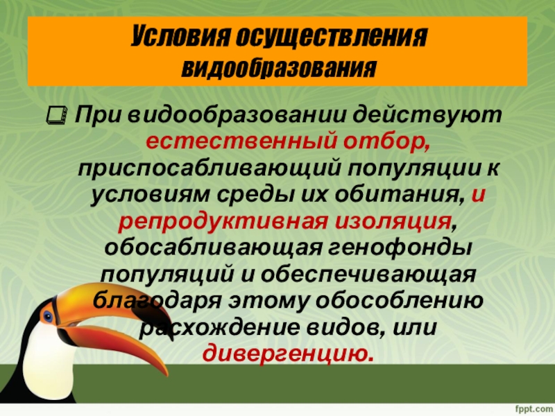 Биология 9 класс видообразование презентация 9 класс