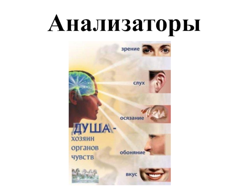 Анализаторы презентация 8 класс биология презентация