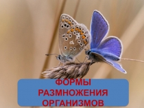 Презентация Формы размножения организмов