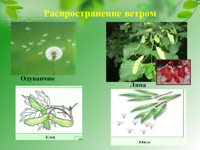 Береза распространяется ветром. Растения распространяемые ветром. Расселение растений. У одуванчика ветром распространяются. Споры распространяются ветром.