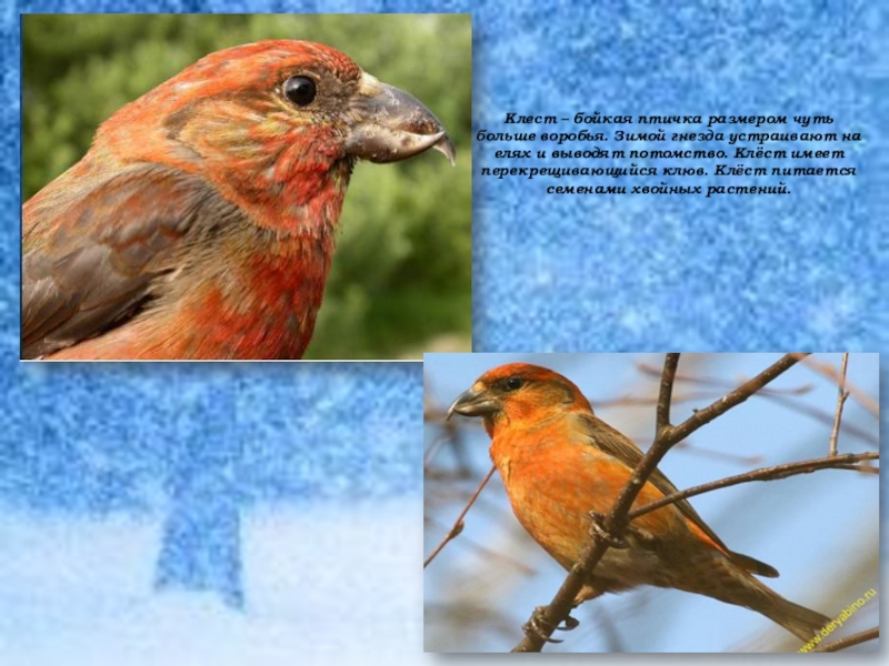 Клест птица описание фото и описание
