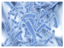 Презентация по биологии на тему Бактерии