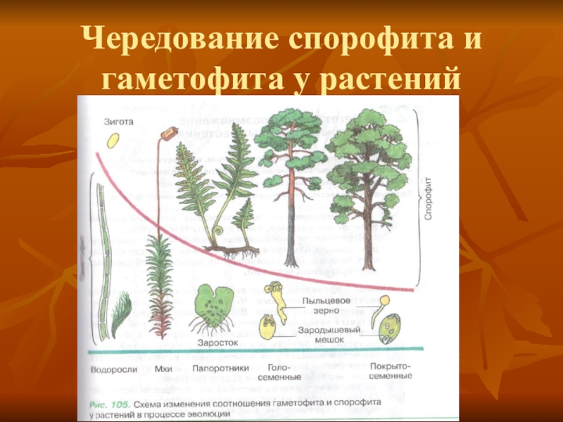 Сравните функции гаметофита. Эволюция гаметофита и спорофита у растений. Эволюция гаметофита и спорофита схема. "Эволюция гаметофита и спорофита в процессе эволюции. Схема изменения соотношения гаметофита и спорофита.
