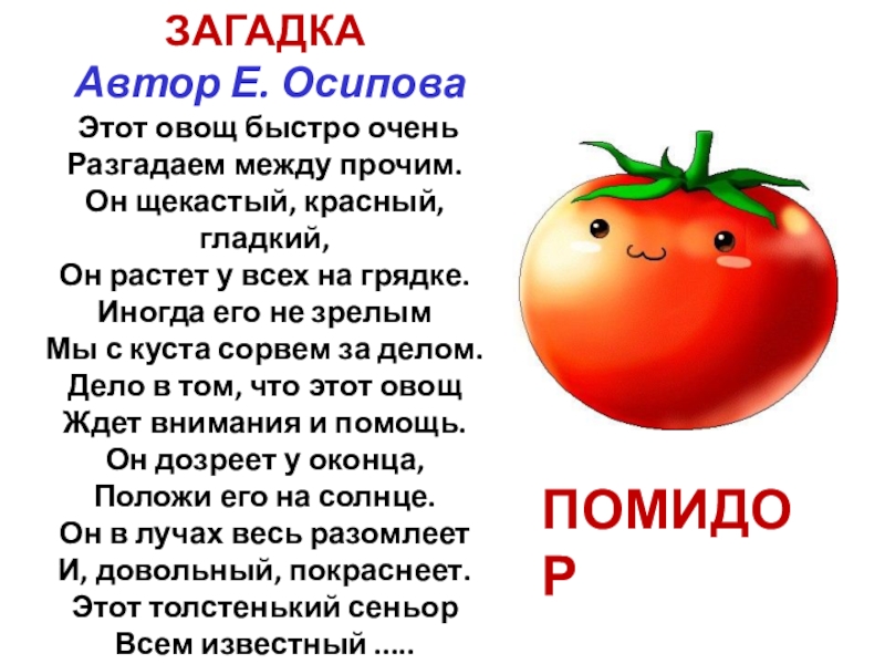 Томат 2. Помидоры окружающий мир 2 класс. Сообщение о помидоре 2 класс окружающий мир. Загадка про цветок помидор. Текст растение помидор 3 класс.