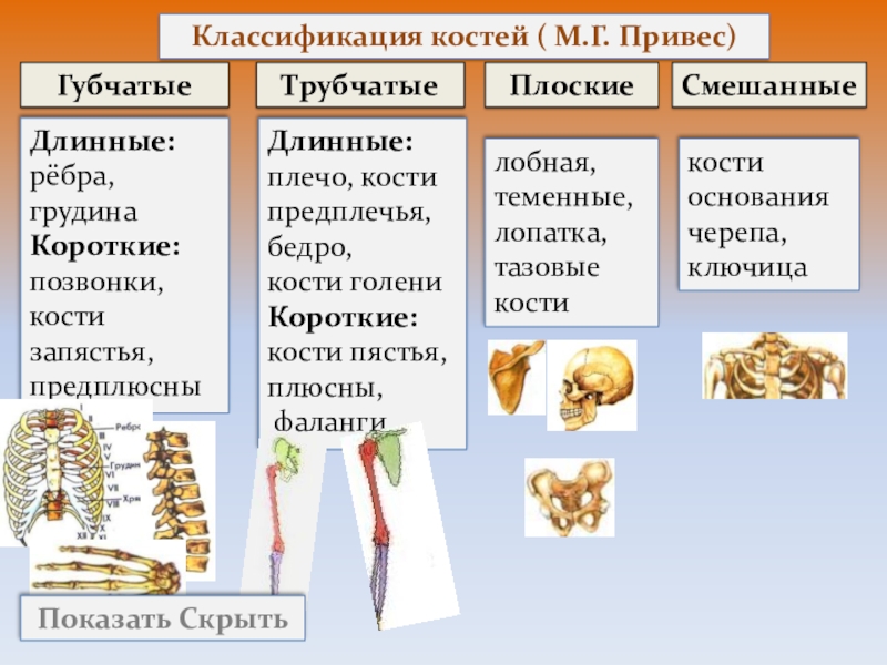 Губчатые кости кости конечностей. Губчатые и трубчатые кости человека. Классификация костей трубчатые. Классификация костей схема трубчатые губчатые плоские смешанные.